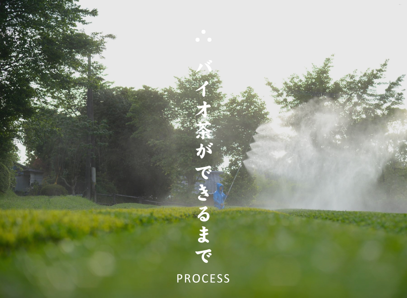 バイオ茶ができるまで