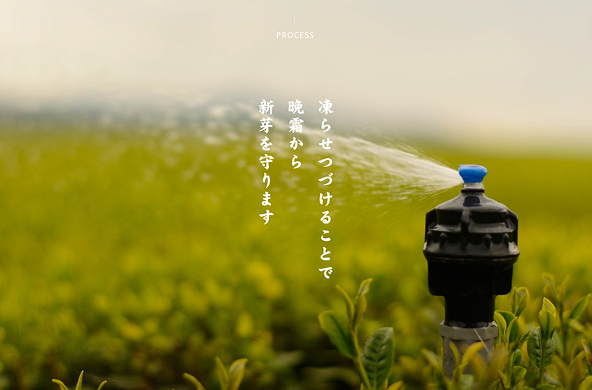 凍らせ続けることで晩霜から新芽を守ります