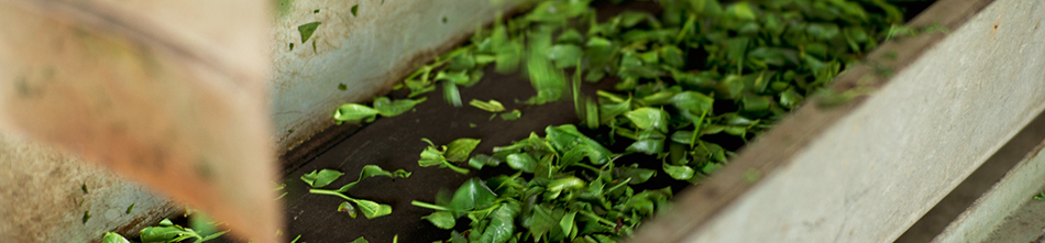 上水園について