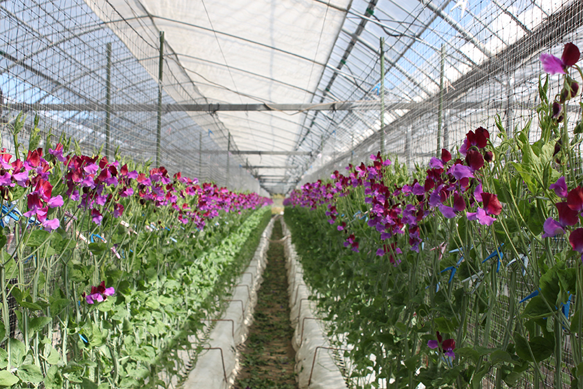 「はじかき会」メンバー育てるスイトピーはしゃんとたくましく美しい