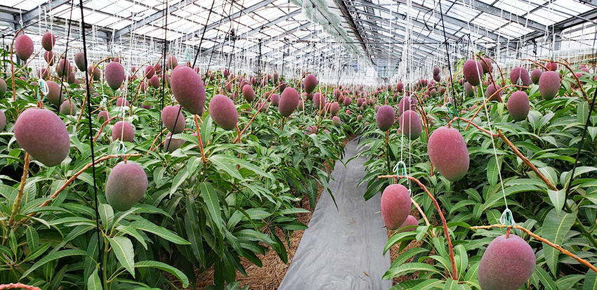 「はじかき会」メンバーが栽培するマンゴー。思うように育たなかったが、「はじかき会」を通して栽培方法を一から見直し、美味しいマンゴーに