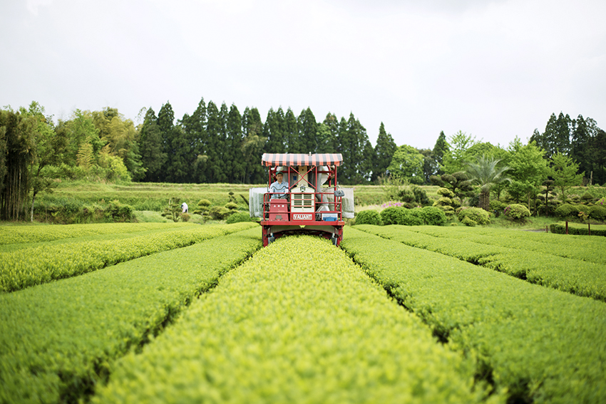 一番茶の茶摘み